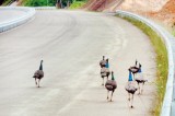 Religious beliefs save Mattala peacocks, but threat persists