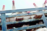 S.Korea on alert after bird flu confirmed S.Korea on alert after bird flu confirmed