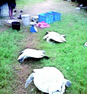 Slaughter of the innocents: Turtles ready to be killed