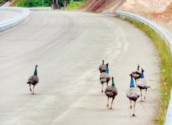 Religious beliefs save Mattala peacocks, but threat persists