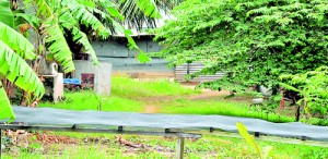 One-man slaughter den: The tiny wooden shed, on the bank of a canal. Pic by Mangala Weerasekera