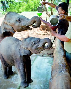 Feeding time at the the Elephant Transit Home in Udawalawe