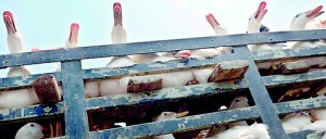 21,000 ducks on a poultry farm in Gochang in North Jeolla Province were found on Friday to have been infected with a highly pathogenic form of avian influenza (AFP)