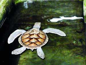 Commercial venture: Many hatcheries along the coast keep turtles in cement tanks
