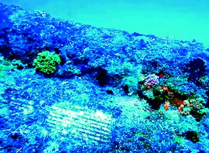 Sunk by Japanese bombers during World War II, the Hermes wreck, pictured  covered in marine life, is one of Sri Lanka’s most famous shipwrecks
