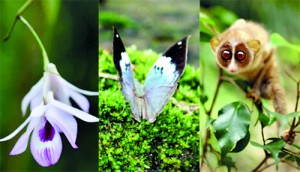 (Left and right) Vesak Orchid and Red slender loris (Pix by Luxshmanan Nadaraja), centre, Blue Oakleaf butterfly (Pic by Chamara Amarasinghe)