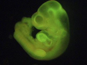 A mouse embryo formed with STAP cells is seen in this image released by RIKEN (Reuters)