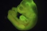 Scientists hail breakthrough in embryonic-like stem cells