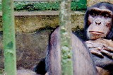 Tony the chimp bites the hand that fed him