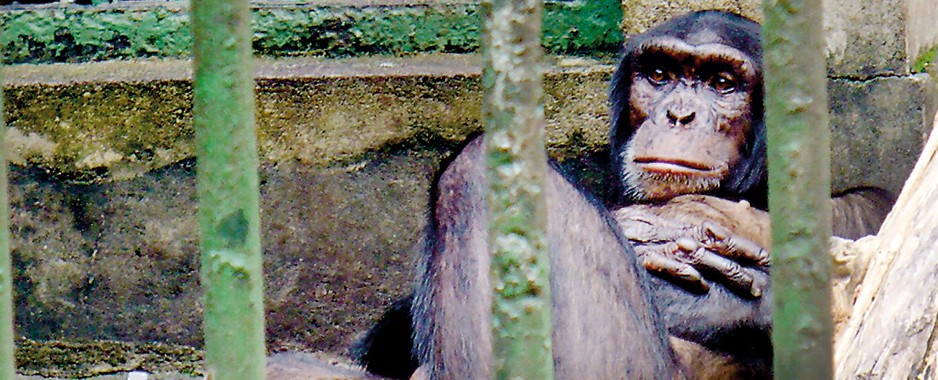 Tony the chimp bites the hand that fed him