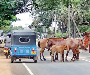 Roadblock: Three wheelers make way for four donkeys. Pic by Hiran Priyankara Jayasinghe