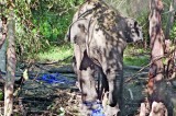 Attempt to snatch baby elephant from wild