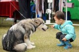 Survey: Children raised with pets are more  confident, caring