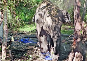 Saved in time: The captive baby elephant tied up to surrounding trees with strong nylon ropes