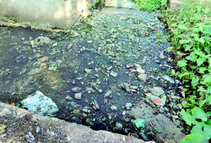 When will we ever learn: Mosquito breeding grounds in Colombo.  Pix by M.A. Pushpa Kumara