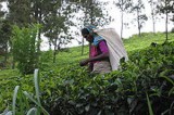 Lankan plantations hit by fertiliser shortage, could lead to tea revenue loss
