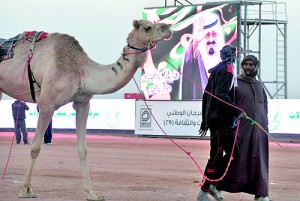 A Saudi jockey leads a camel past a picture of Saudi Arabia's King Abdullah bin Abdulaziz al-Saud at the end of a race in Riyadh this week (AFP)