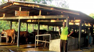 Wasantha Lal stands in front of his dairy