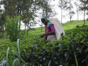 tea_plantation