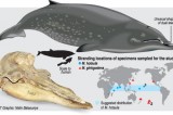 Beaked whale with Sinhala name retakes its place in history