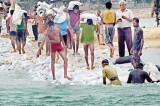 Dam it: 150,000 sand bags to stop sea water flowing into the Kalutara estuary