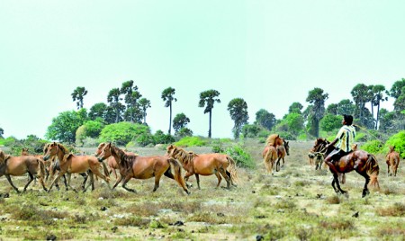 On the heels of the wild beauties of Delft