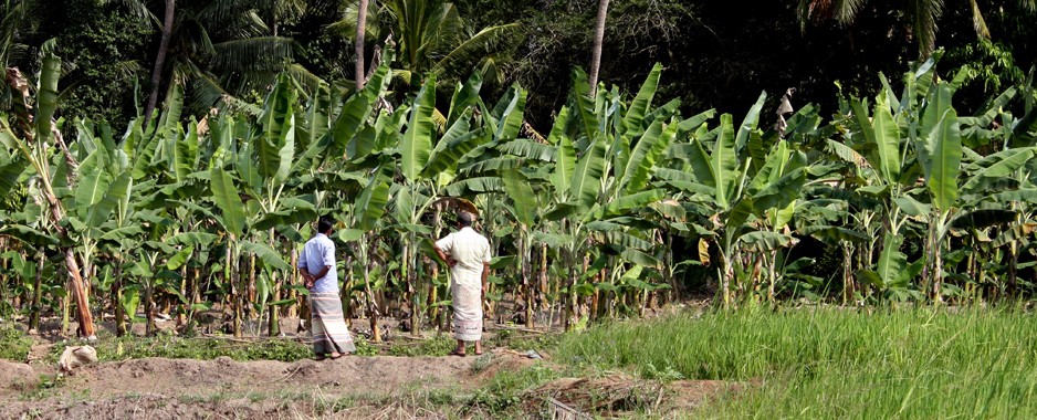 Paddy harvest drops, rice prices rise