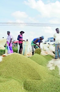 Paddy cultivation is no more profitable, say farmers