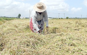 Ampara farmers say their harvest is destroyed by wild elephants