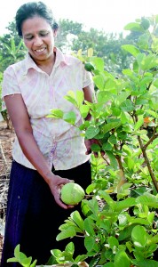 These pictures show farmers in Anuradhapura and Polonnaruwa moving to the cultivation of fruits and vegetables