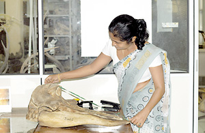 Whale researcher Dr. Manori Goonatilake inspecting the specimen Deraniyagala collected in 1963