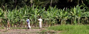 With the prolonged drought affecting the paddy harvest, farmers in many areas have switched to alternate crops. Farmers in this one-time paddy field in Anuradhapura are seen checking on their banana cultivation. Pic by Indika Handuwala.