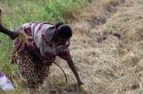 Paddy farmers in quandary as drought continues