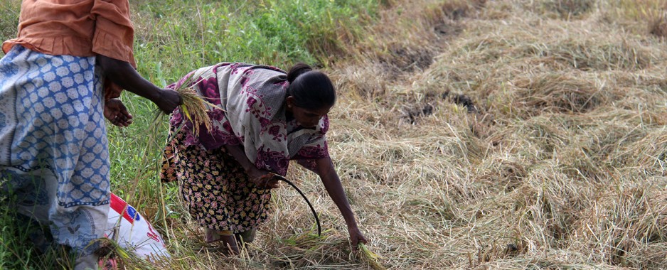 Paddy farmers in quandary as drought continues