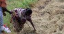 Paddy farmers in quandary as drought continues