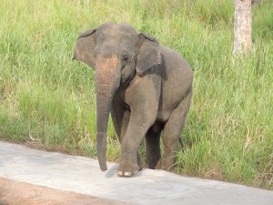 Elephant pic 2