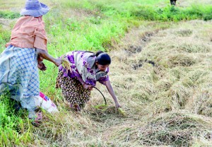 Hit from all sides: Paddy farmers are worried about their future. Inset: S. Kumara, an Ampara district farmer affected by the drought and low paddy prices. Pix by Indika Handuwela