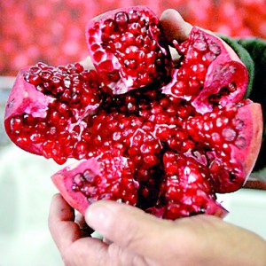 The interior of a pomegranate inspired the new battery design (Reuters)