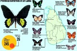 Provinces get their own butterflies