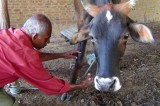 30,000 vials of vaccine airlifted to save pigs