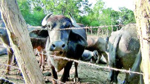 Cattle affected by foot-and-mouth disease in farms in Puttalam.  Pix by Hiran Priyankara Jayasekera