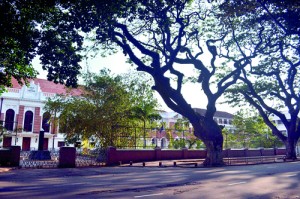 The tree-lined avenue in front of Royal College, Colombo