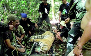 This picture shows tiger rangers evacuating a critically injured endangered Sumatran tiger named Dara after it was trapped by poachers. (Kerinci Seblat National Park via AFP)