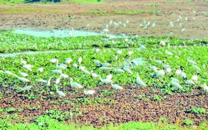 A dried up tank in Chilaw Pic by Augustin Fernando