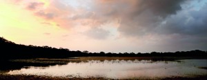 Wilpattu’s grandeur.  Pix by M.A. Pushpa Kumara