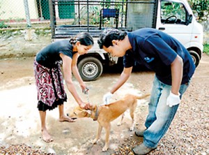 A dog being vaccinated by a vet from the Blue Paw Trust. File pic