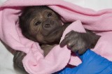 Gorilla born in rare C-section has pneumonia