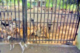 Mishandled dream of caring for sacred city strays turns to nightmare