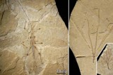 Leaf me alone: ancient insect blended in with foliage