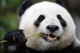 Bamboo-munching giant panda also has a sweet tooth